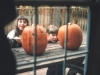 twopumpkins2