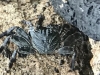IMG_1479b