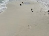 IMG_1233