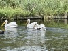 IMG_1252
