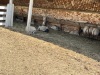 IMG_0995