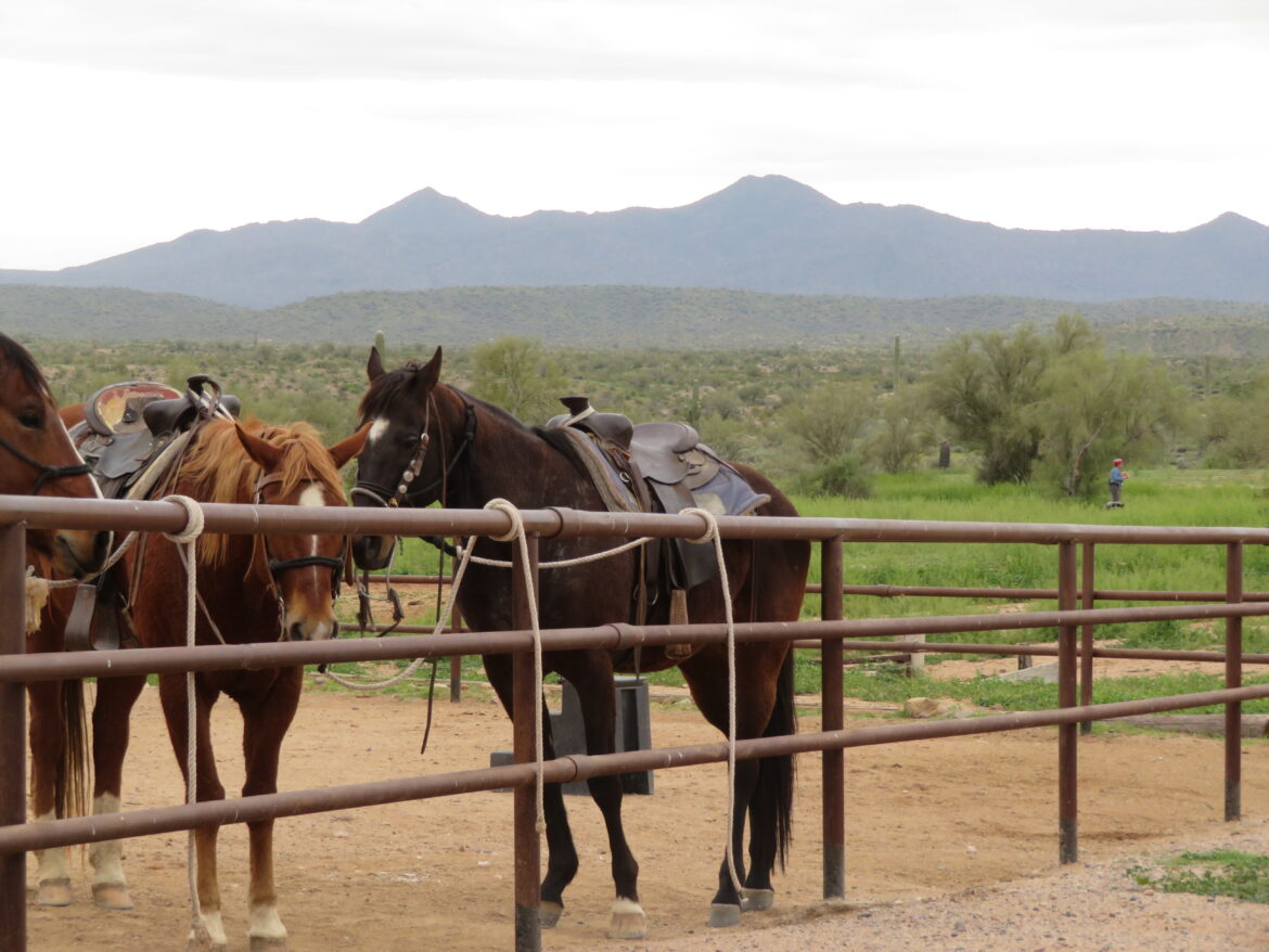 Debbie Horseback Riding Phoenix