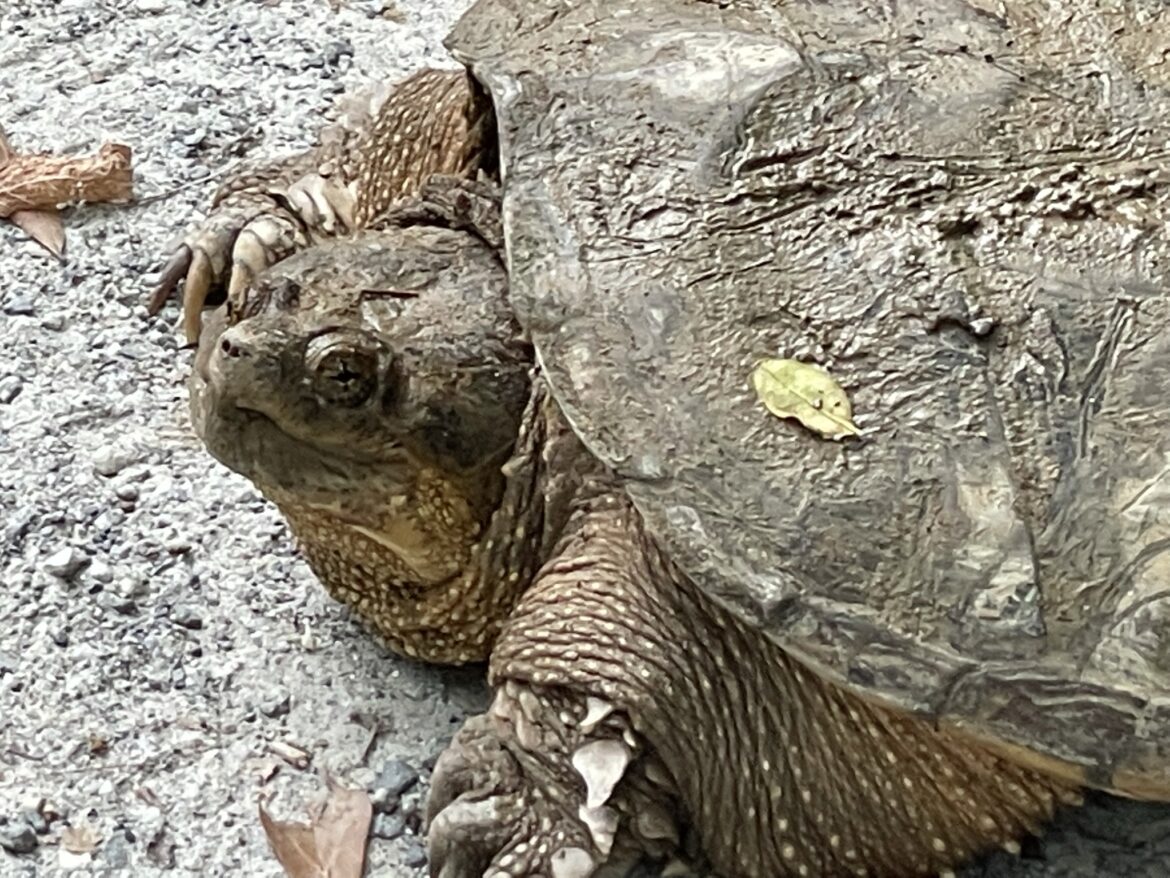 Alligator Snapper on Chattahoochee River